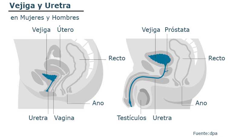 vejiga y uretra en mujeres y hombres